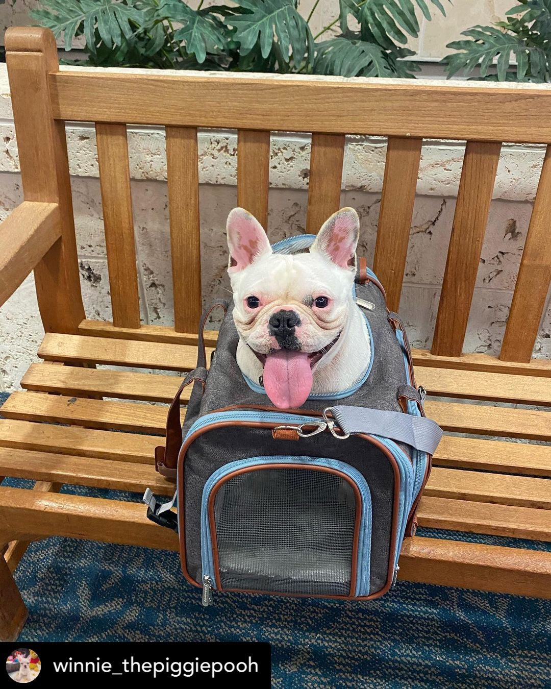 Mr. Peanut's Gold Series Big Apple Double Expandable Pet Carrier